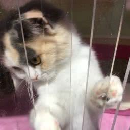 麦乐宠·西三环犬舍:北京城区丰台区夏家胡同/纪家庙附近