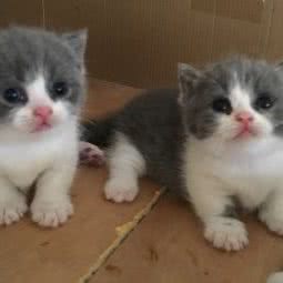 紫禁城猫舍:北京城区西城区前门/大栅栏附近