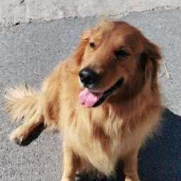 星宠宠物生活会馆:北京城区丰台区夏家胡同/纪家庙附近