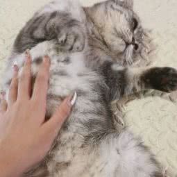 鼓得儿猫是不是猫咖:齐齐哈尔市龙沙区工建路附近