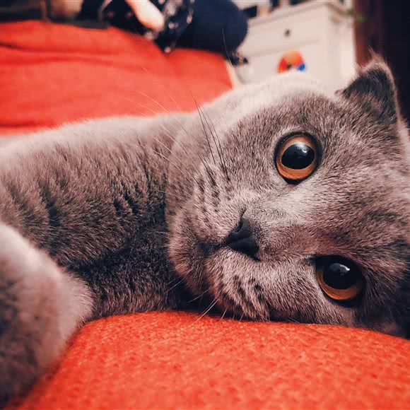 小萌宠生活馆:北京城区丰台区夏家胡同/纪家庙附近