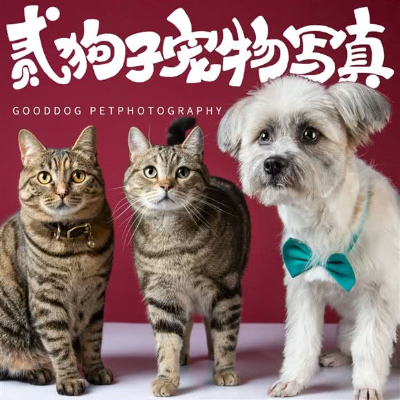 贰狗子宠物写真:齐齐哈尔市龙沙区五福市场附近