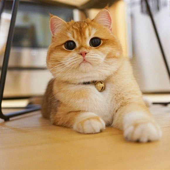 猫生有你:齐齐哈尔市建华区东四道街附近