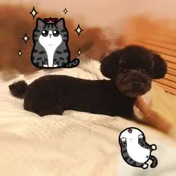 叮叮家宠(理想家店):北京城区丰台区夏家胡同/纪家庙附近