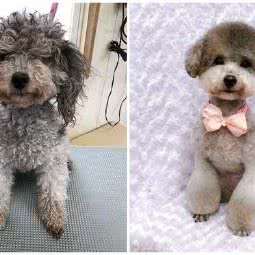 茹佳宠物馆:齐齐哈尔市建华区运建园附近