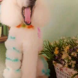 4号宠物会馆:齐齐哈尔市富拉尔基区富拉尔基区附近