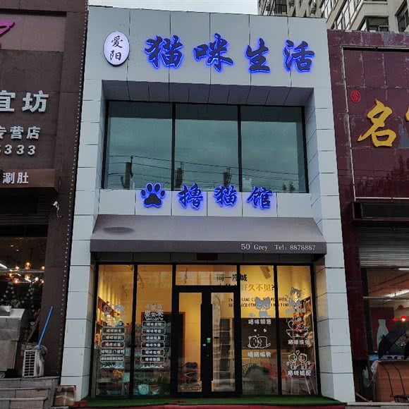 爱阳猫咪生活撸猫馆:双鸭山市尖山区尖山区中心城区附近