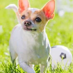 宠物摄影· 铲屎时光:北京城区丰台区南苑/德茂桥附近