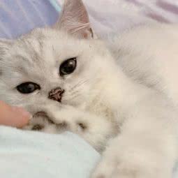 甜心猫舍:北京城区西城区复兴门附近