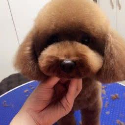 小宠当家:大庆市龙凤区开发区附近