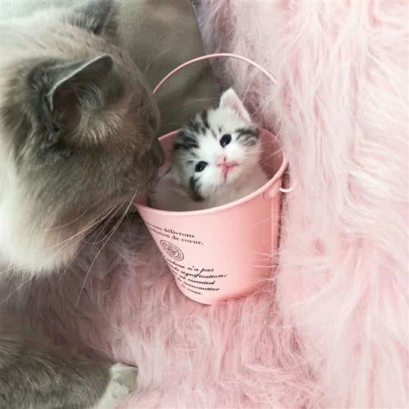 派多格宠物狗:大庆市让胡路区乘风庄附近