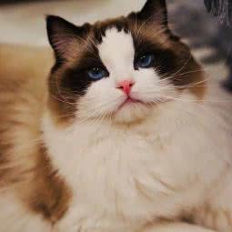 Dearprincess布偶猫舍:北京城区丰台区南苑/东高地附近