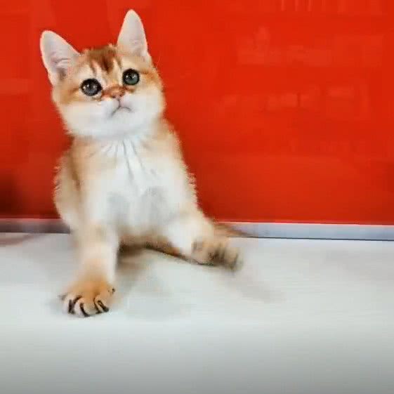 熊猫猫舍:大庆市让胡路区东湖附近