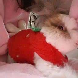 宠物美容工作室:北京城区石景山区鲁谷附近