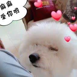 老友的狗狗:黑河市嫩江市嫩江市附近