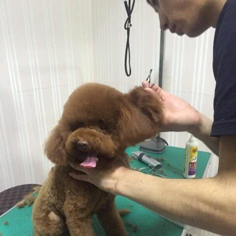 哈狗帮宠物生活会馆:绥化市北林区大润发附近