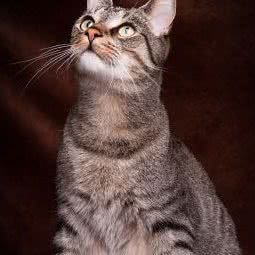 宠物之家(建国东路店):上海城区黄浦区打浦桥/田子坊附近