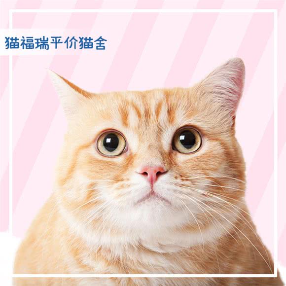 猫福瑞平价健康猫舍·布偶金渐层:北京城区石景山区鲁谷附近