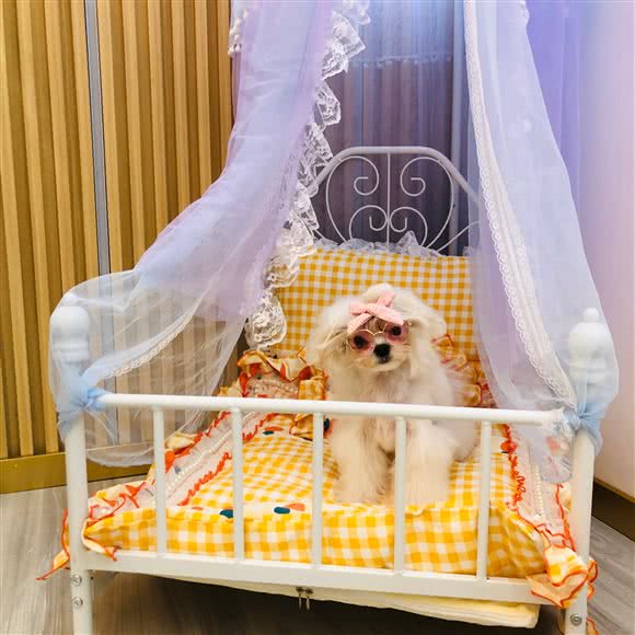 沪上宠物:上海城区黄浦区打浦桥/田子坊附近