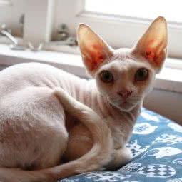 哟咪撸猫休闲馆:上海城区黄浦区打浦桥/田子坊附近