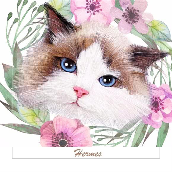 YOU MAO布偶金渐层猫舍猫咖洗护:上海城区黄浦区新天地/马当路附近