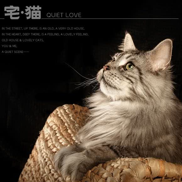 宅·猫·撸猫·猫舍(新天地店):上海城区黄浦区新天地/马当路附近