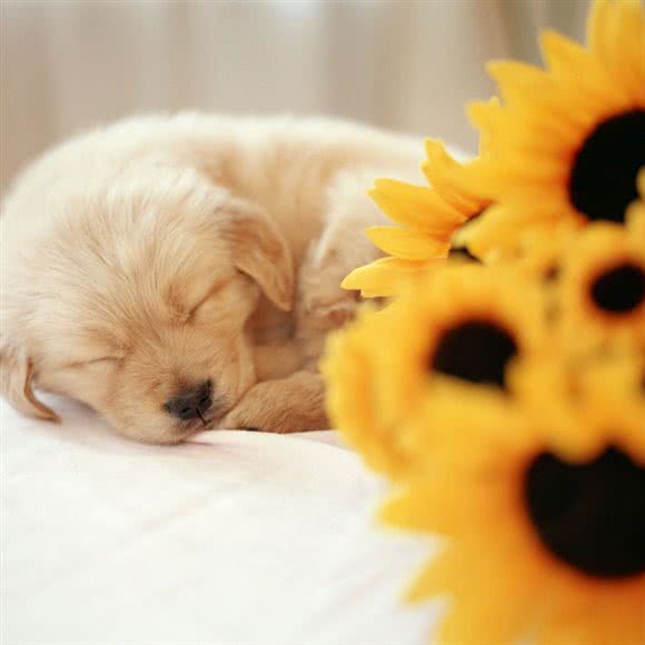 上海欣欣宠物火化善后服务:上海城区黄浦区淮海路/陕西南路附近