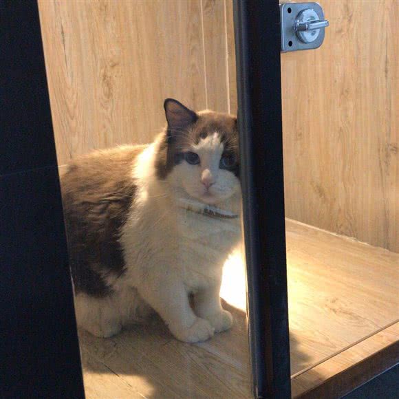 小脚印萌宠馆:上海城区黄浦区淮海路/陕西南路附近