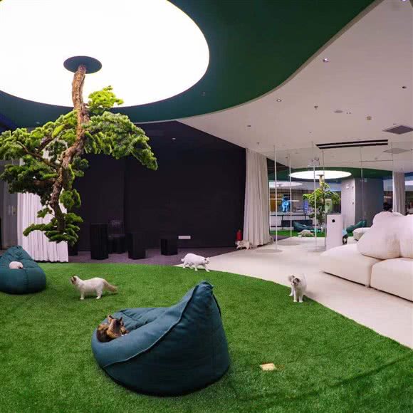 babydoll-cat show 猫舍星秀场(新天地广场店):上海城区黄浦区淮海路/陕西南路附近