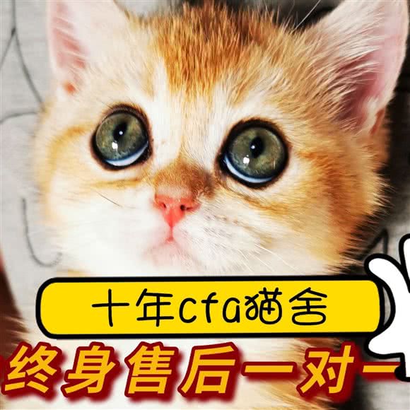 十年CFA猫舍·纯种猫专卖·布偶英短矮脚德文:上海城区黄浦区人民广场/南京路附近