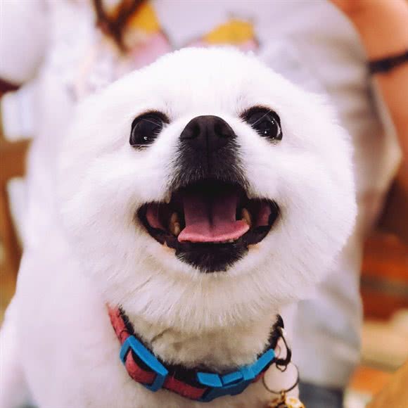 宠物联萌:上海城区黄浦区人民广场/南京路附近