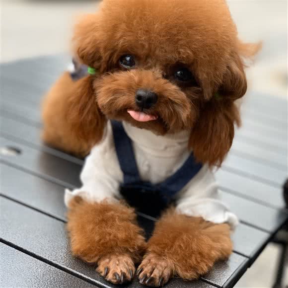 圣宠宠物(中海金鑫阁店):北京城区石景山区古城/八角附近