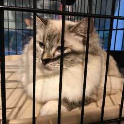 琴缘宠物:上海城区黄浦区老西门/陆家浜路附近