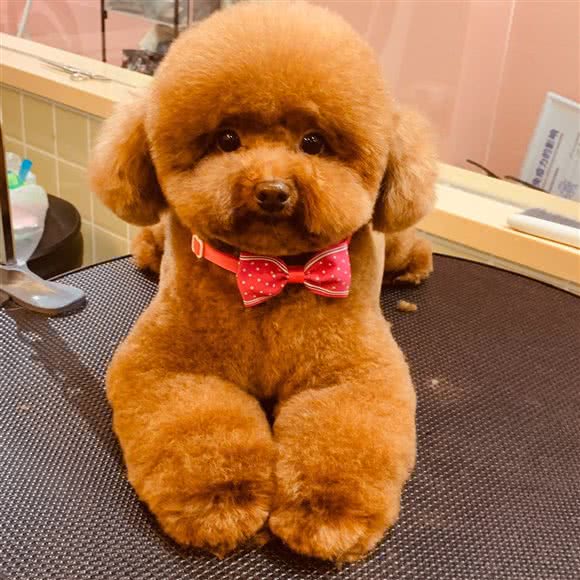 杰杰宠物(复兴东路店):上海城区黄浦区老西门/陆家浜路附近