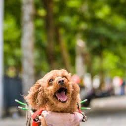 爱宝宠物中心:上海城区黄浦区老西门/陆家浜路附近