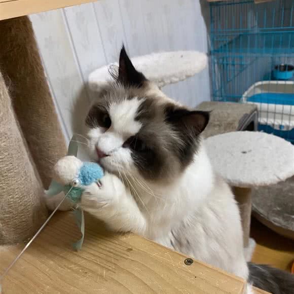 BREEZE MM 布偶猫舍:上海城区黄浦区老西门/陆家浜路附近