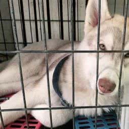 酷迪宠物(古城店):北京城区石景山区古城/八角附近