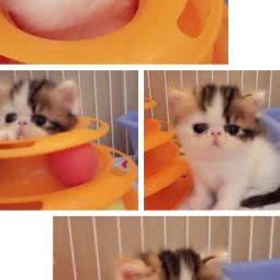 cfa梵色猫苑:上海城区黄浦区西藏南路/世博会馆附近