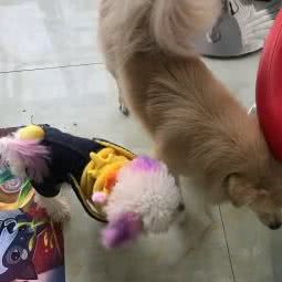 派多格宠物(拾景名苑店):北京城区石景山区古城/八角附近