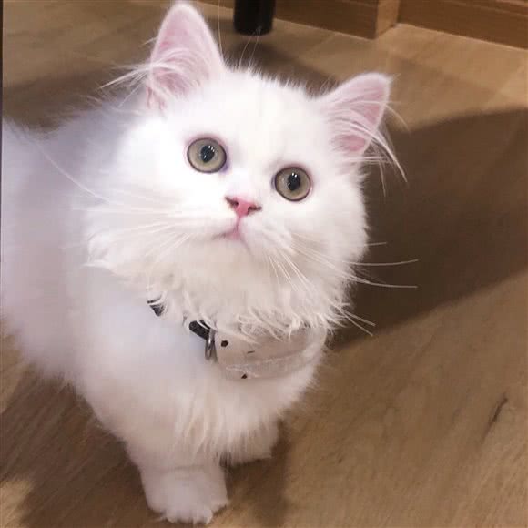 猫的后花园·猫咖·专业洗护·猫咪专售·撸猫馆:上海城区徐汇区徐家汇附近