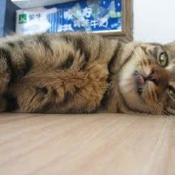 伟嘉猫粮-上海徐汇伟嘉猫粮:上海城区徐汇区徐家汇附近