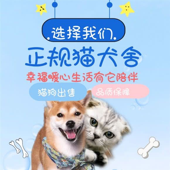 无所不宠?猫狗专卖(徐汇店):上海城区徐汇区徐家汇附近