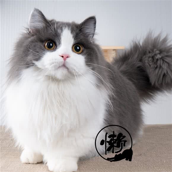 懒神居名猫工作室:上海城区徐汇区徐家汇附近