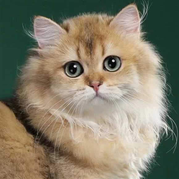 Mibar咪粑 · 猫咪专卖(徐汇店):上海城区徐汇区徐家汇附近