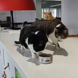 旺阁宠物:上海城区徐汇区漕河泾/田林附近