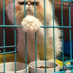 狗班长宠物生活体验馆:北京城区石景山区古城/八角附近