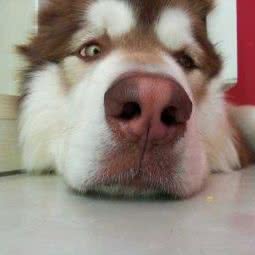 小狗在家宠物寄养(漕宝路寄养点):上海城区徐汇区漕河泾/田林附近