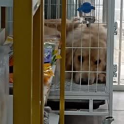 多来咪宠物生活馆:上海城区徐汇区漕河泾/田林附近