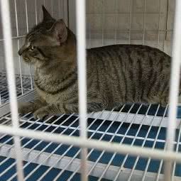 懒骨头宠物:上海城区徐汇区漕河泾/田林附近