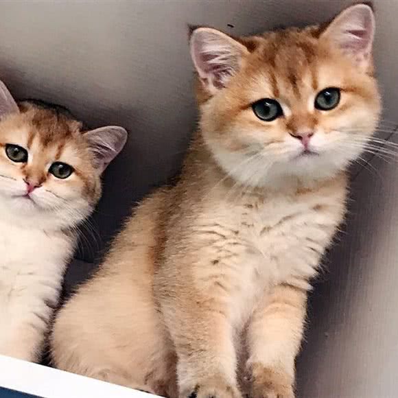 东方名猫馆·英短金渐层布偶猫舍:上海城区徐汇区漕河泾/田林附近